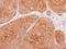 Tyrosine 3-Monooxygenase/Tryptophan 5-Monooxygenase Activation Protein Theta antibody, PA5-29421, Invitrogen Antibodies, Immunohistochemistry paraffin image 
