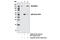 Symplekin antibody, 13071S, Cell Signaling Technology, Immunoprecipitation image 