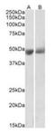 Serpin Family F Member 1 antibody, orb195361, Biorbyt, Western Blot image 