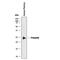 Prolactin antibody, MAB6821, R&D Systems, Western Blot image 