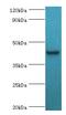 Transcription Factor Dp-1 antibody, LS-C376763, Lifespan Biosciences, Western Blot image 