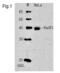 RAD51 Recombinase antibody, 70-001, BioAcademia Inc, Western Blot image 