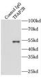 Activating enhancer-binding protein 2-beta antibody, FNab08618, FineTest, Immunoprecipitation image 