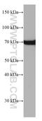 Heat Shock Protein Family A (Hsp70) Member 1 Like antibody, 66780-1-Ig, Proteintech Group, Western Blot image 