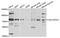 Calcium-binding and coiled-coil domain-containing protein 1 antibody, STJ110294, St John