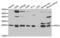 Apolipoprotein M antibody, abx004079, Abbexa, Western Blot image 