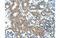 MAP3K7 C-Terminal Like antibody, MBS839749, MyBioSource, Immunohistochemistry paraffin image 