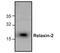 Relaxin 2 antibody, GTX59859, GeneTex, Western Blot image 