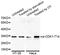 Cyclin Dependent Kinase 1 antibody, abx000104, Abbexa, Western Blot image 