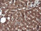 Cancer/Testis Antigen 1B antibody, LS-C174393, Lifespan Biosciences, Immunohistochemistry frozen image 