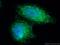 Coenzyme Q10A antibody, 17812-1-AP, Proteintech Group, Immunofluorescence image 