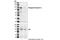 Nuclear Receptor Subfamily 3 Group C Member 1 antibody, 4161S, Cell Signaling Technology, Western Blot image 