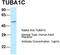 Tubulin Alpha 1c antibody, TA343003, Origene, Western Blot image 