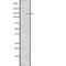 Cadherin 1 antibody, abx149140, Abbexa, Western Blot image 