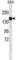 Collagen Type III Alpha 1 Chain antibody, abx025502, Abbexa, Western Blot image 
