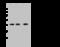 Immune receptor expressed on myeloid cells 1 antibody, 101913-T32, Sino Biological, Western Blot image 