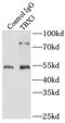 T-Box 3 antibody, FNab08540, FineTest, Immunoprecipitation image 