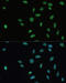 SET Nuclear Proto-Oncogene antibody, 22-055, ProSci, Immunofluorescence image 