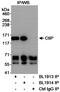 RB Binding Protein 8, Endonuclease antibody, A300-487A, Bethyl Labs, Immunoprecipitation image 