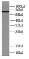 WD repeat-containing protein 81 antibody, FNab09504, FineTest, Western Blot image 