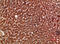 PON antibody, A00516-2, Boster Biological Technology, Immunohistochemistry paraffin image 
