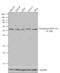 Cytochrome P450 Family 1 Subfamily A Member 1 antibody, PA1-340, Invitrogen Antibodies, Western Blot image 