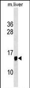 Protein Phosphatase 1 Regulatory Inhibitor Subunit 1C antibody, PA5-72083, Invitrogen Antibodies, Western Blot image 