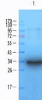 Prominin 1 antibody, orb372326, Biorbyt, Western Blot image 