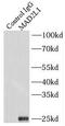 Mitotic Arrest Deficient 2 Like 1 antibody, FNab04923, FineTest, Immunoprecipitation image 