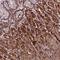 Mex-3 RNA Binding Family Member C antibody, NBP1-81932, Novus Biologicals, Immunohistochemistry frozen image 