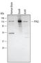 Protein-tyrosine kinase 2-beta antibody, AF4589, R&D Systems, Western Blot image 