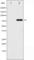 Protein Kinase C Delta antibody, abx011385, Abbexa, Western Blot image 