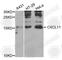 C-X-C Motif Chemokine Ligand 11 antibody, A6201, ABclonal Technology, Western Blot image 