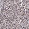 Protocadherin Alpha 3 antibody, NBP1-87323, Novus Biologicals, Immunohistochemistry frozen image 