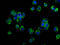 Occludin antibody, LS-C672821, Lifespan Biosciences, Immunofluorescence image 