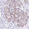 Polypyrimidine Tract Binding Protein 2 antibody, HPA047420, Atlas Antibodies, Immunohistochemistry frozen image 