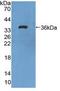 Fms Related Tyrosine Kinase 1 antibody, LS-C374261, Lifespan Biosciences, Western Blot image 