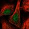 Dual Specificity Phosphatase 16 antibody, HPA020326, Atlas Antibodies, Immunofluorescence image 