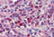 Secernin 2 antibody, MBS243950, MyBioSource, Immunohistochemistry frozen image 