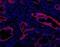 Oval Cell Marker antibody, MA5-16136, Invitrogen Antibodies, Immunofluorescence image 