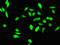 TGIF1 antibody, CSB-PA623005LA01HU, Cusabio, Immunofluorescence image 