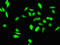 TGFB Induced Factor Homeobox 1 antibody, CSB-PA623005LA01HU, Cusabio, Immunofluorescence image 