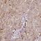 Glycine-N-Acyltransferase Like 1 antibody, FNab03507, FineTest, Immunohistochemistry frozen image 