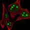 Ribosomal L24 Domain Containing 1 antibody, PA5-64058, Invitrogen Antibodies, Immunofluorescence image 