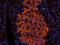 Cytoplasmic FMR1 Interacting Protein 2 antibody, orb382673, Biorbyt, Immunofluorescence image 