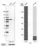 Transketolase antibody, HPA029480, Atlas Antibodies, Western Blot image 