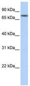 Tripartite Motif Containing 29 antibody, TA343679, Origene, Western Blot image 