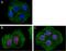 Activating Transcription Factor 7 antibody, 697303, BioLegend, Immunofluorescence image 