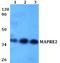 Microtubule Associated Protein RP/EB Family Member 2 antibody, A06859, Boster Biological Technology, Western Blot image 