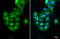 Casein Kinase 2 Beta antibody, GTX101439, GeneTex, Immunocytochemistry image 